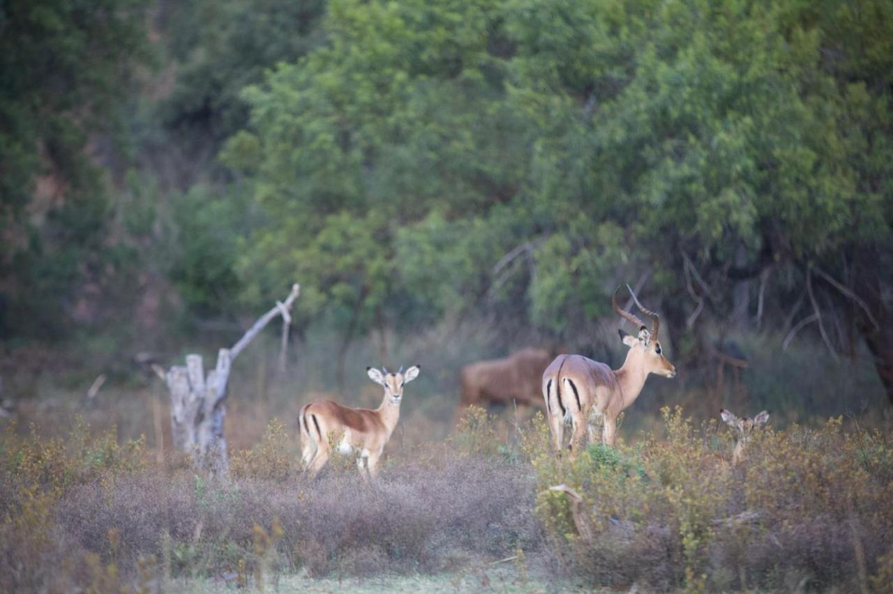 Waterberg Game Lodge Bela-Bela Eksteriør bilde